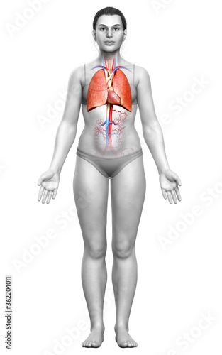 3d rendered  medically accurate illustration of a female lung anatomy