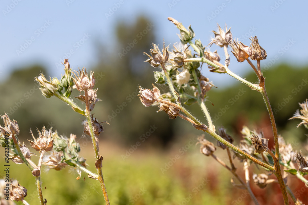 Sideritis Scardica Mountain Tea in Garden Sideritis Scardica Mountain Tea in Garden