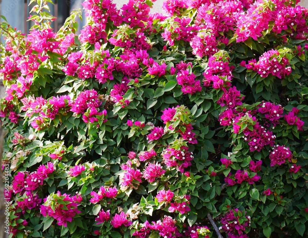 Obraz premium pink flowers in the garden