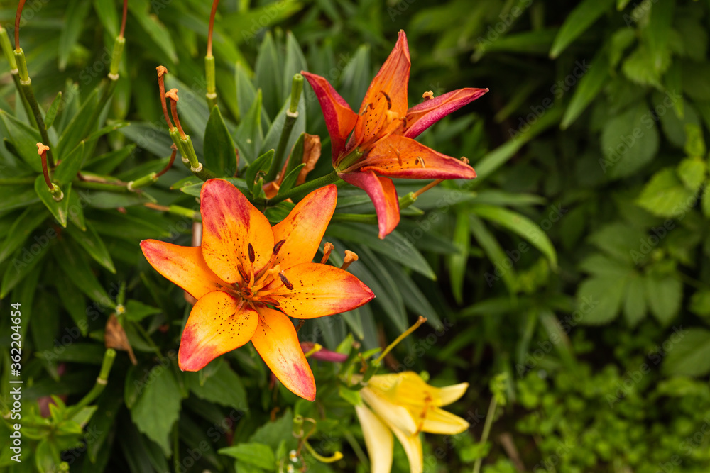 pictured is an orange flower with leaves pictured is an orange flower with leaves