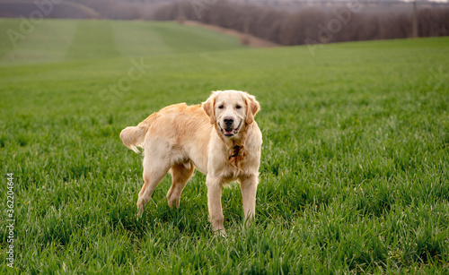 Cute dog standing on green field