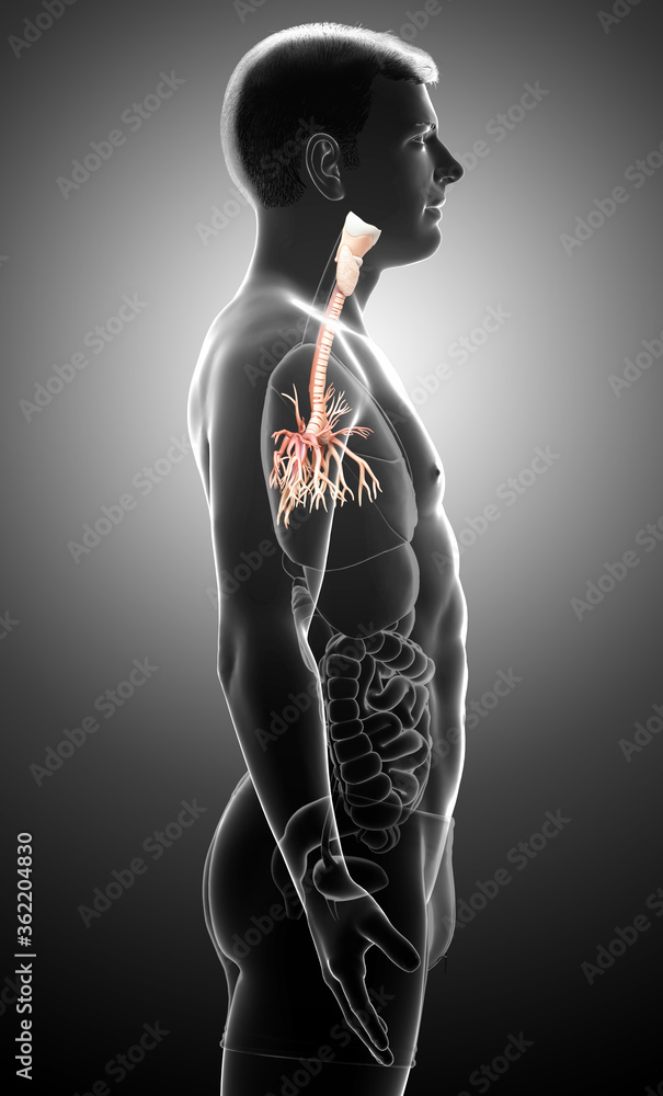 3D illustration of Larynx Trachea Bronchi Part of Respiratory System. 3D illustration of Larynx Trachea Bronchi Part of Respiratory System.