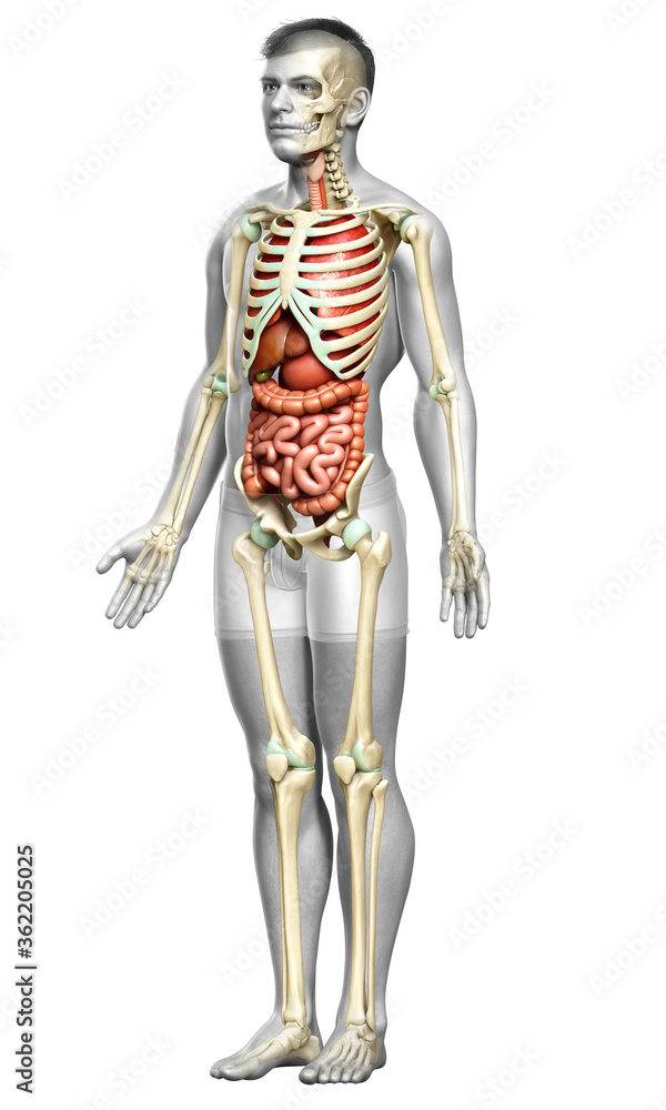 3d rendered medically accurate illustration of male Internal organs and skeleton system 3d rendered medically accurate illustration of male Internal organs and skeleton system