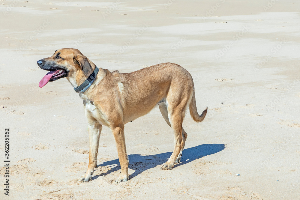 Estrela mountain dog running at the beach