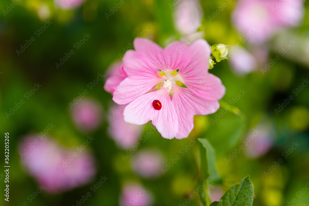 Ladybug sitting on malva Ladybug sitting on malva
