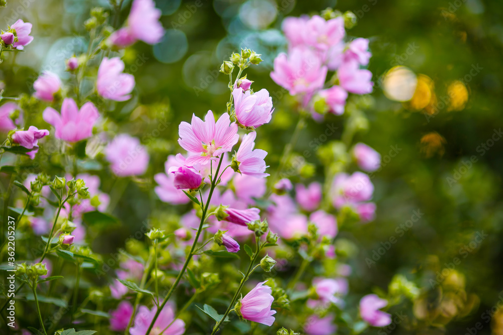 Blooming pink mallow flowers (Malva alcea, cut-leaved mallow, vervain mallow or hollyhock mallow) in summer garden Blooming pink mallow flowers (Malva alcea, cut-leaved mallow, vervain mallow or hollyhock mallow) in summer garden