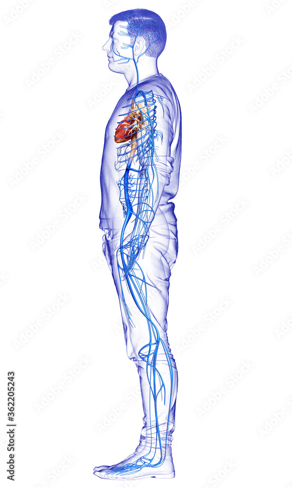 3d rendered medically accurate illustration of a male Veins anatomy 3d rendered medically accurate illustration of a male Veins anatomy