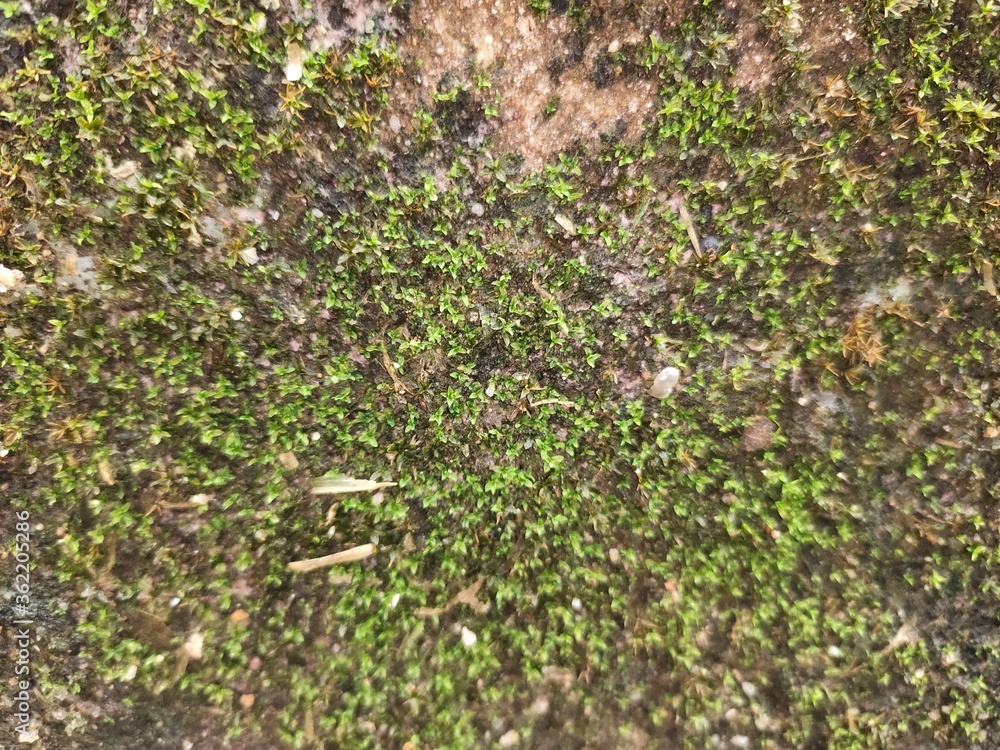 moss on the ground moss on the ground