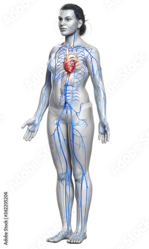 3d rendered medically accurate illustration of a female Veins anatomy