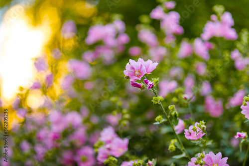 Blooming pink mallow flowers (Malva alcea, cut-leaved mallow, vervain mallow or hollyhock mallow) in summer garden