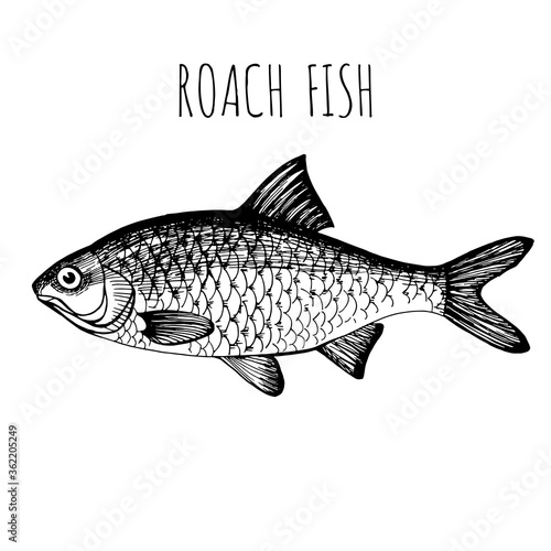 Sea fish. Hand-drawn sketch vector. Vintage style. Fish and seafood products.