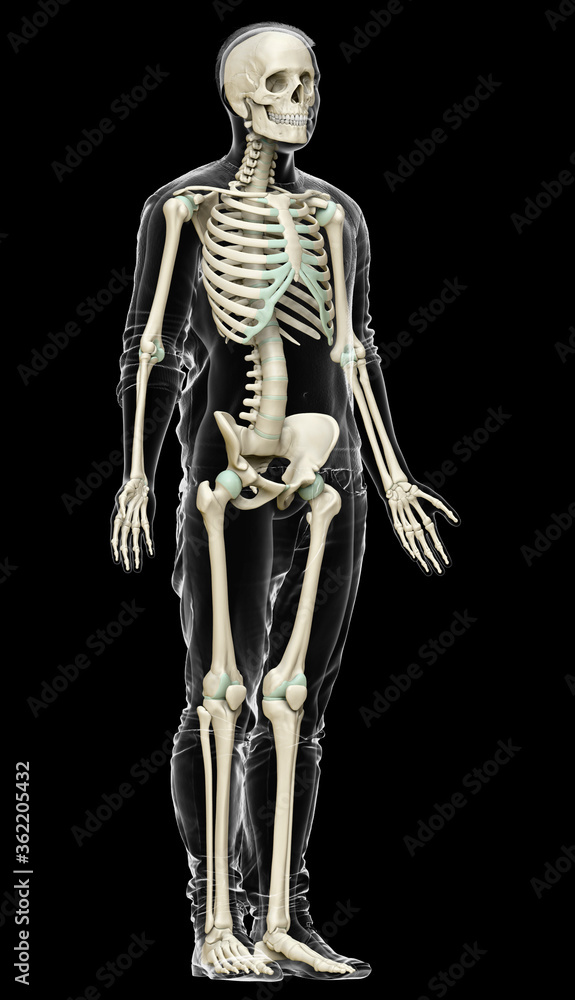 3d rendered, medically accurate illustration of a male skeleton system 3d rendered, medically accurate illustration of a male skeleton system
