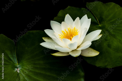 white lotus flower in the pond with green leaves isolated