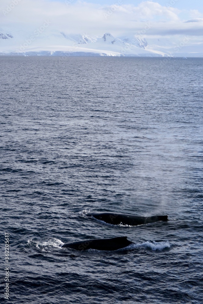 Fototapeta premium Whales surfacing in blue antarctic sea and landscape with icebergs, Antarctica