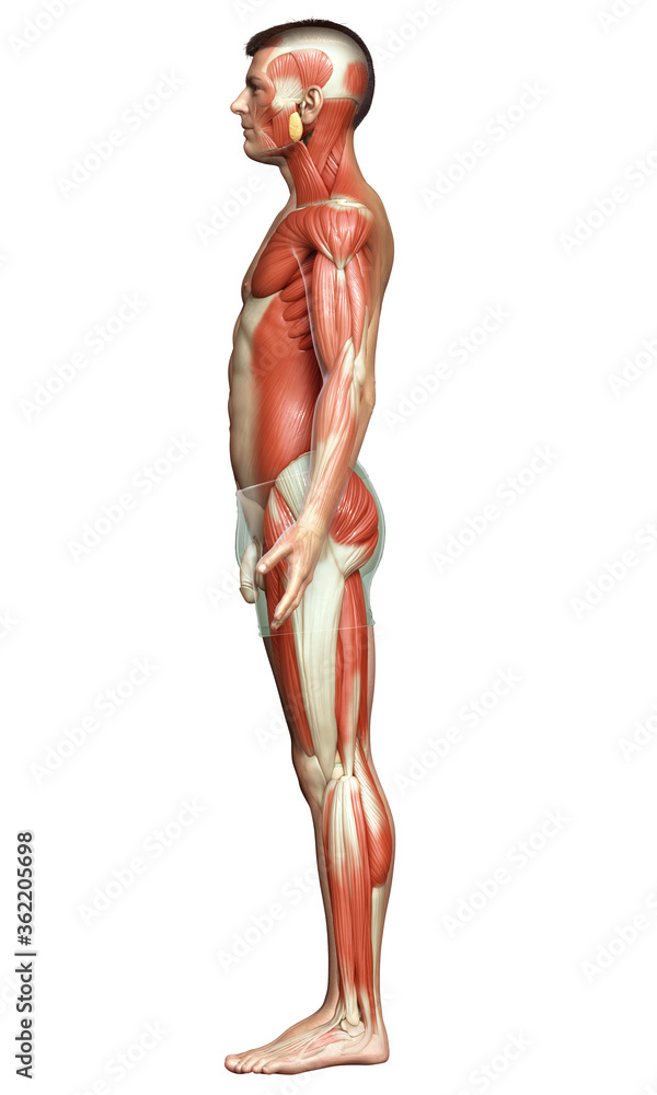 3d rendered medically accurate illustration of a male muscle system