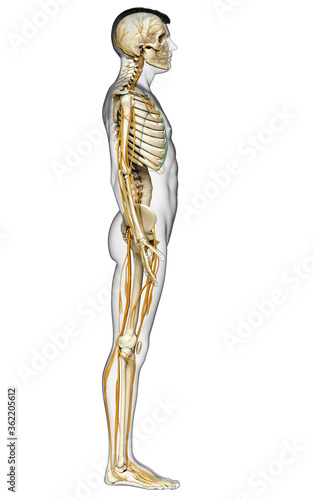 3d rendered medically accurate illustration of the nervous system and skeleton system