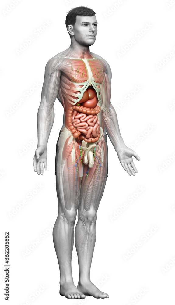 3d rendered medically accurate of the male anatomy 3d rendered medically accurate of the male anatomy