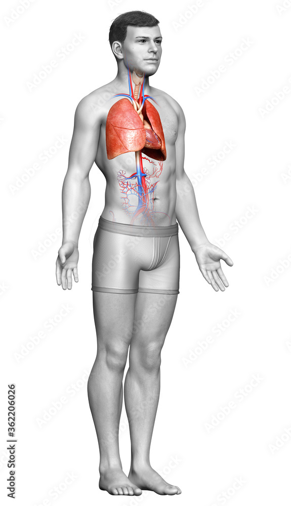 3d rendered, medically accurate illustration of a male lung anatomy 3d rendered, medically accurate illustration of a male lung anatomy