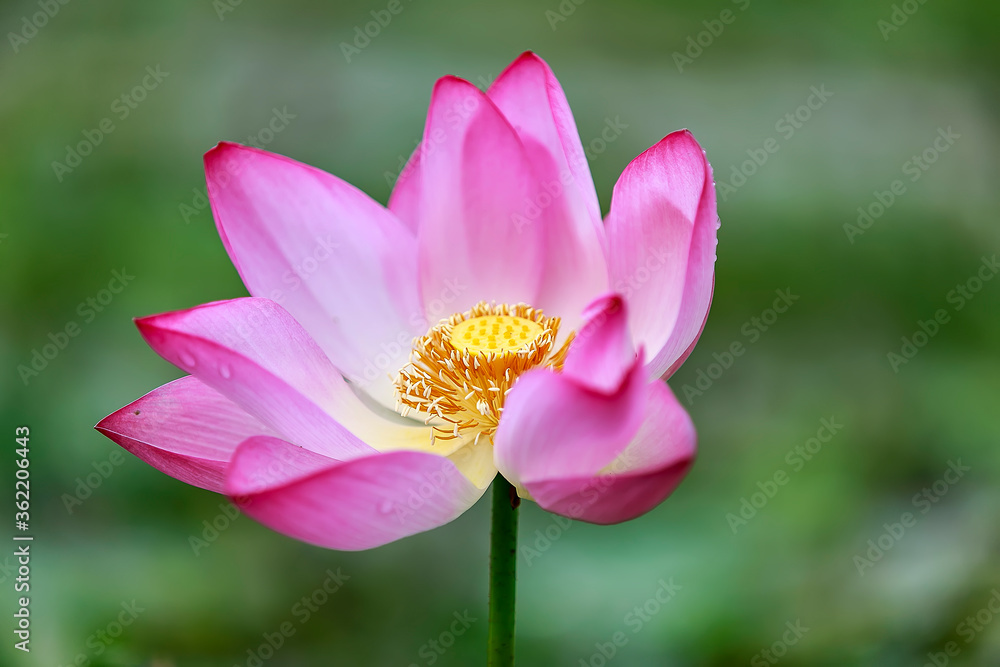 Water Lily photographs taken place in Dhaka, Bangladesh