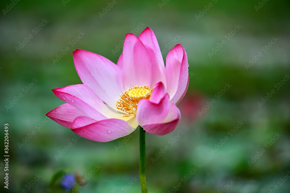 Water Lily photographs taken place in Dhaka, Bangladesh Water Lily photographs taken place in Dhaka, Bangladesh