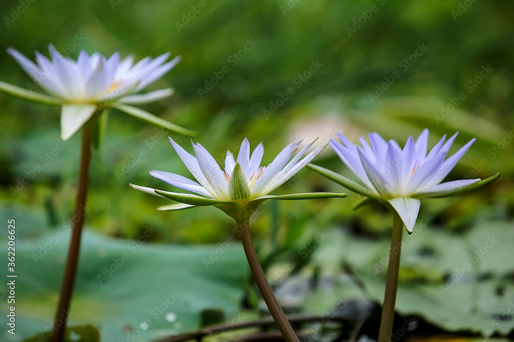 Water Lily photographs taken place in Dhaka, Bangladesh Water Lily photographs taken place in Dhaka, Bangladesh