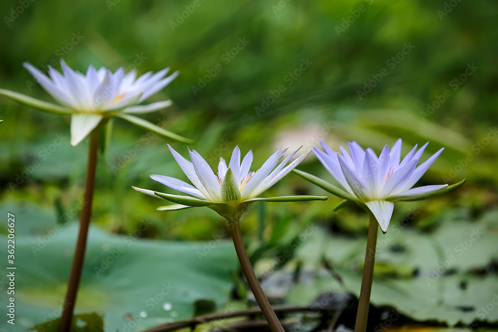 Water Lily photographs taken place in Dhaka, Bangladesh Water Lily photographs taken place in Dhaka, Bangladesh