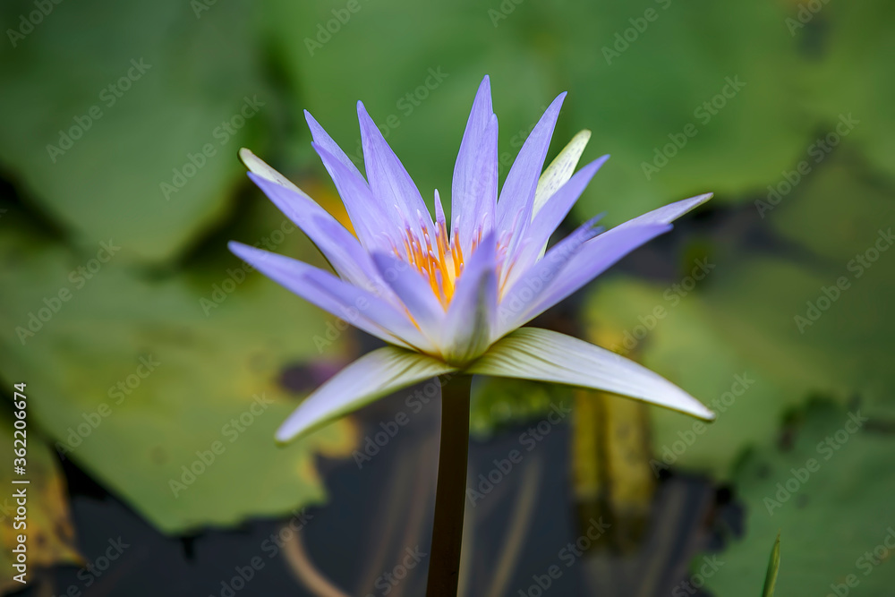 Water Lily photographs taken place in Dhaka, Bangladesh Water Lily photographs taken place in Dhaka, Bangladesh
