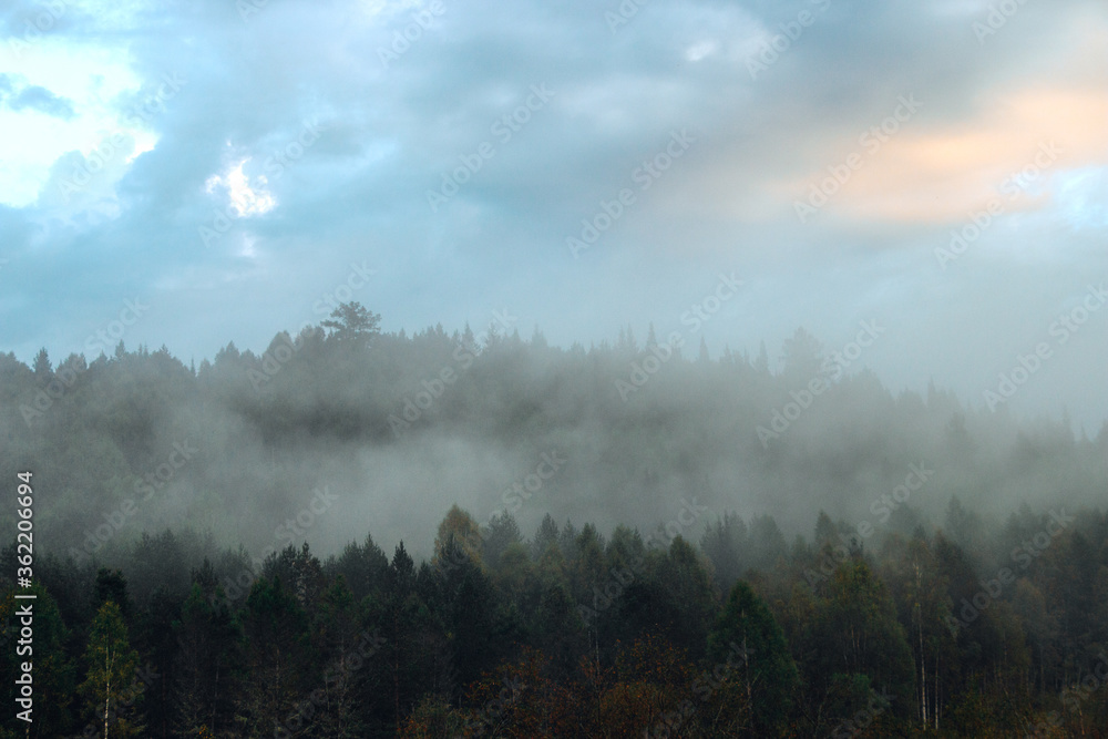fog descending on a gloomy forest