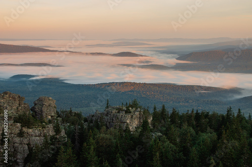 green forest on a background of morning fog