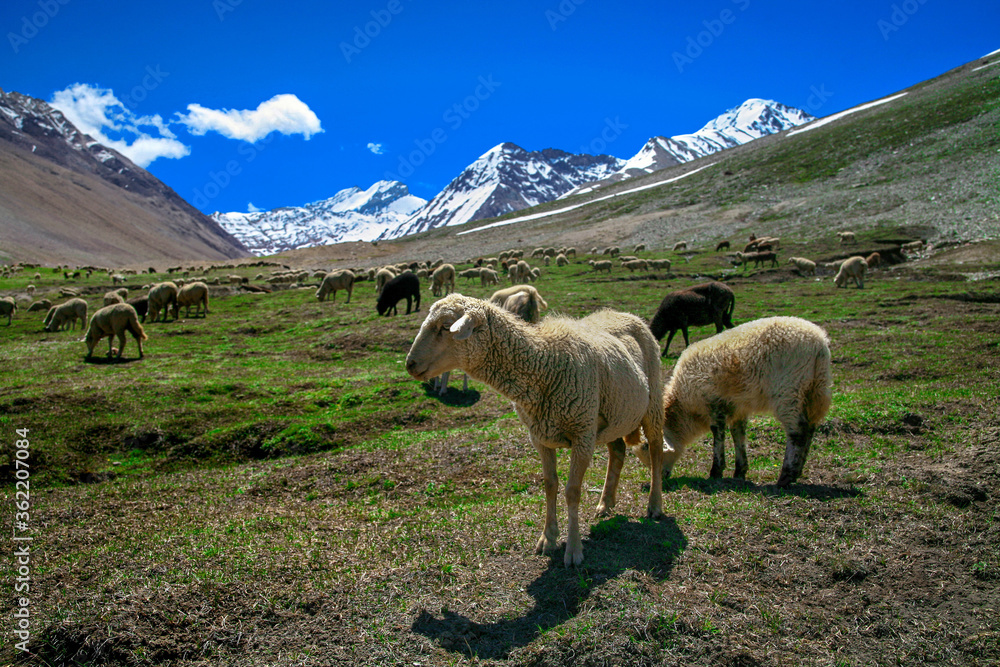 Fototapeta premium Beautiful scenic view of Kunzum Pass, Himalayan range at spiti, Himachal Pradesh, India.