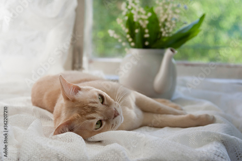 a cream cat is lying on the windowsill next to a bouquet of lilies of the valley