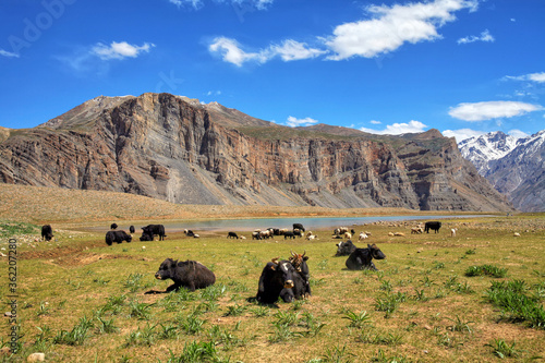 Herd of cows and Yak in a field in Spiti valley, Himachal Pradesh India.