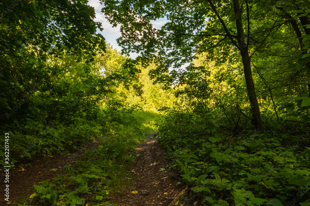 Obraz premium Dirt road from the dark forest