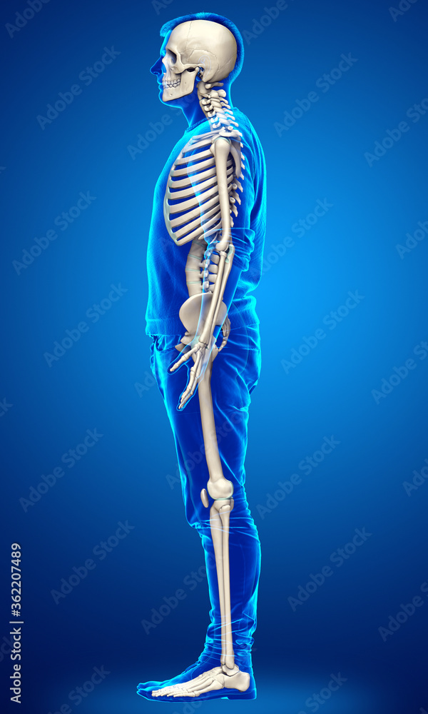 3d rendered, medically accurate illustration of a male skeleton system