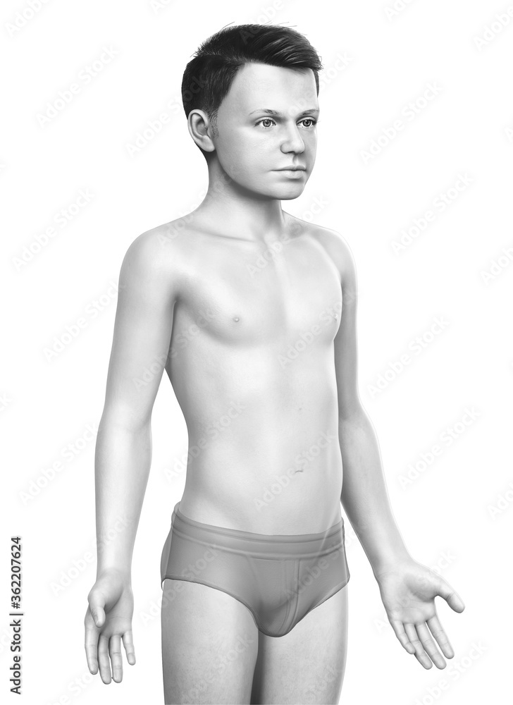 Fototapeta premium 3d rendered illustration of the young boy body