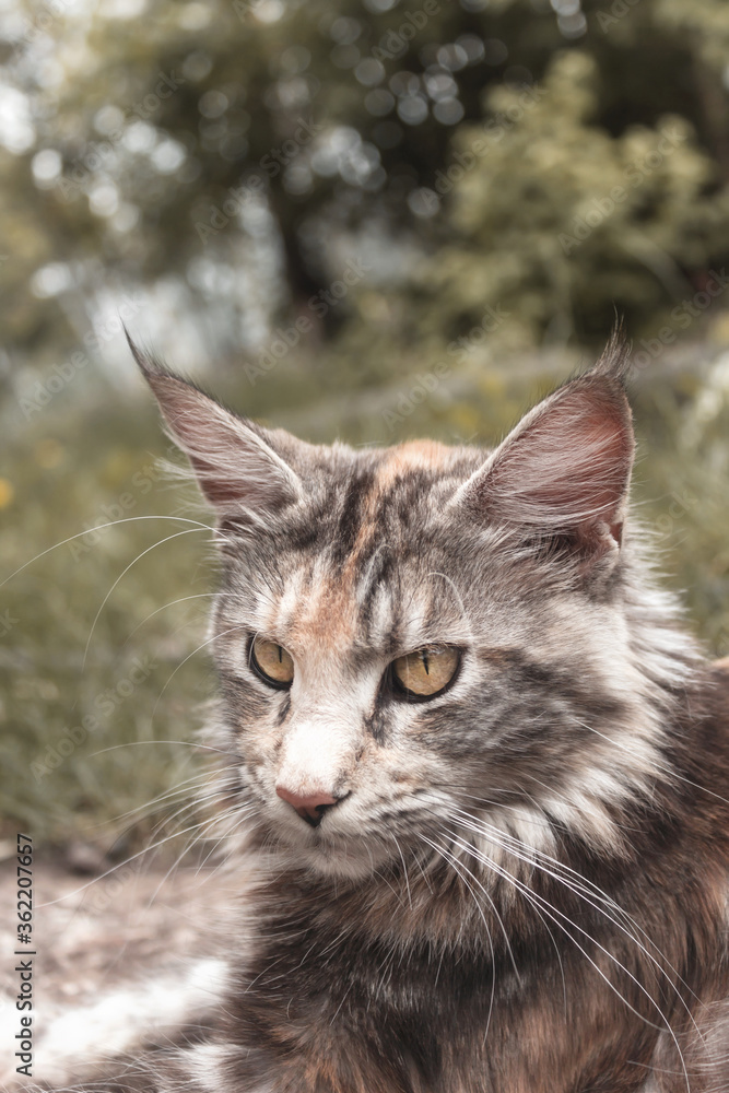 A close up portrait of cat Maine Coon. Cat lie on the outdoor among the grass. Beautiful yellow cat eyes. Animal don't looking at the camera. Selective focus. A close up portrait of cat Maine Coon. Cat lie on the outdoor among the grass. Beautiful yellow cat eyes. Animal don't looking at the camera. Selective focus.