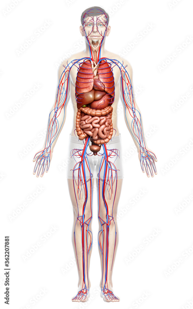 3d rendered medically accurate illustration of the male circulatory system and internal organs 3d rendered medically accurate illustration of the male circulatory system and internal organs