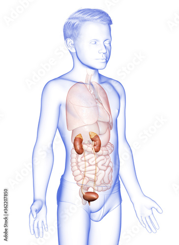 3d rendered, medically accurate illustration of the young boy kidneys anatomy