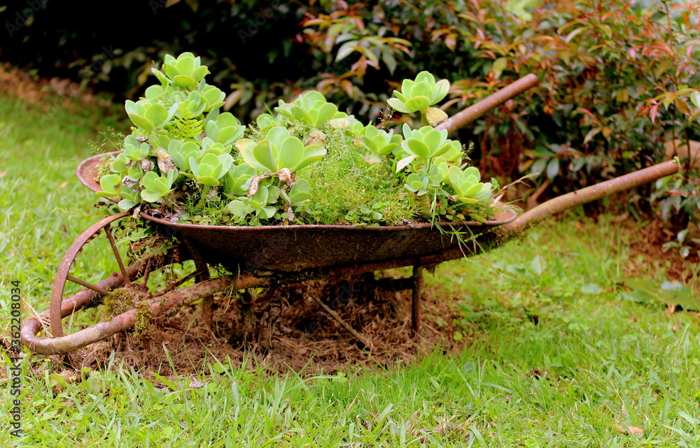 View of a wheelbarrow with native plants View of a wheelbarrow with native plants