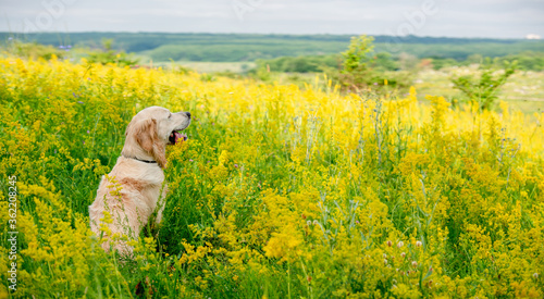 Funny golden retriever on flowering field © tan4ikk