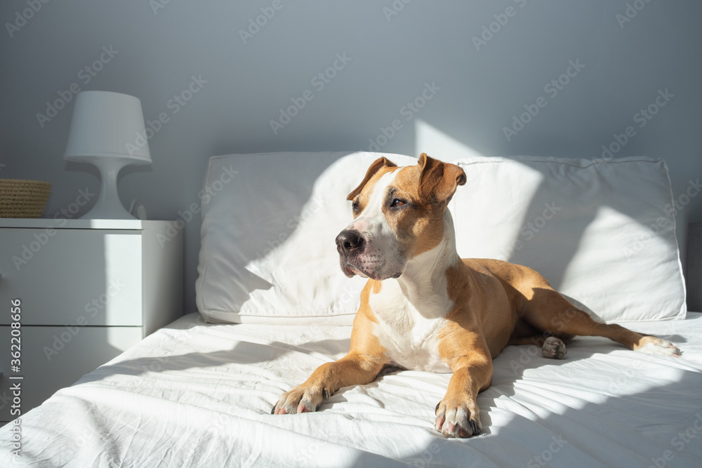 Happy dog on bed in bright sun-lit bedroom. Pets at home in simple modern interior Happy dog on bed in bright sun-lit bedroom. Pets at home in simple modern interior