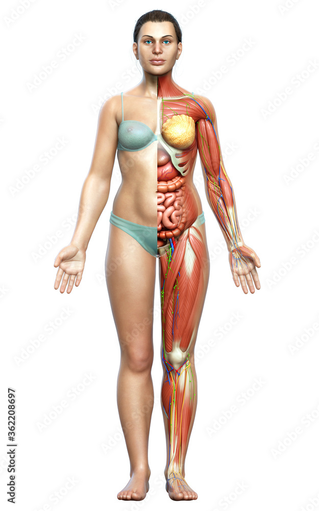 3d rendered medically accurate of the female anatomy 3d rendered medically accurate of the female anatomy