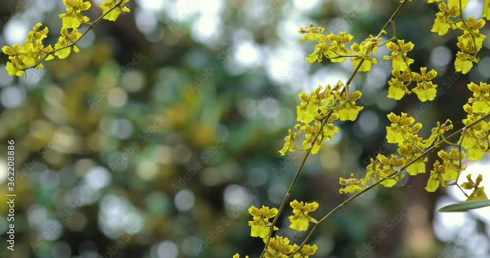 Very cute flowers with unique flowers, Oncidium is also known as Dancing Lady Orchids Very cute flowers with unique flowers, Oncidium is also known as Dancing Lady Orchids