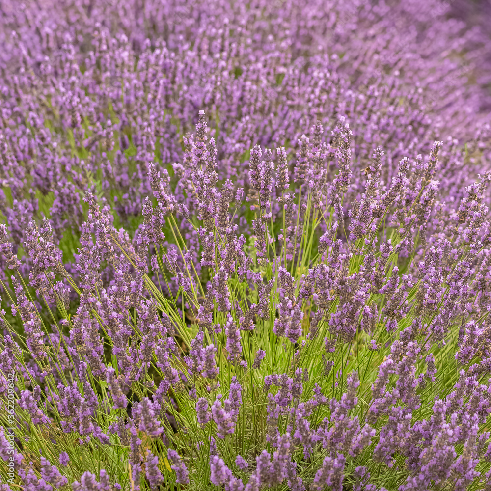 lavender field in provence