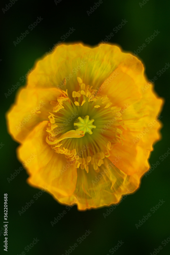 macro orange poppy flower on a dark background macro orange poppy flower on a dark background