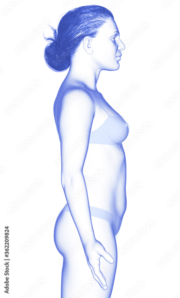 Naklejka premium 3d rendered illustration of the female body