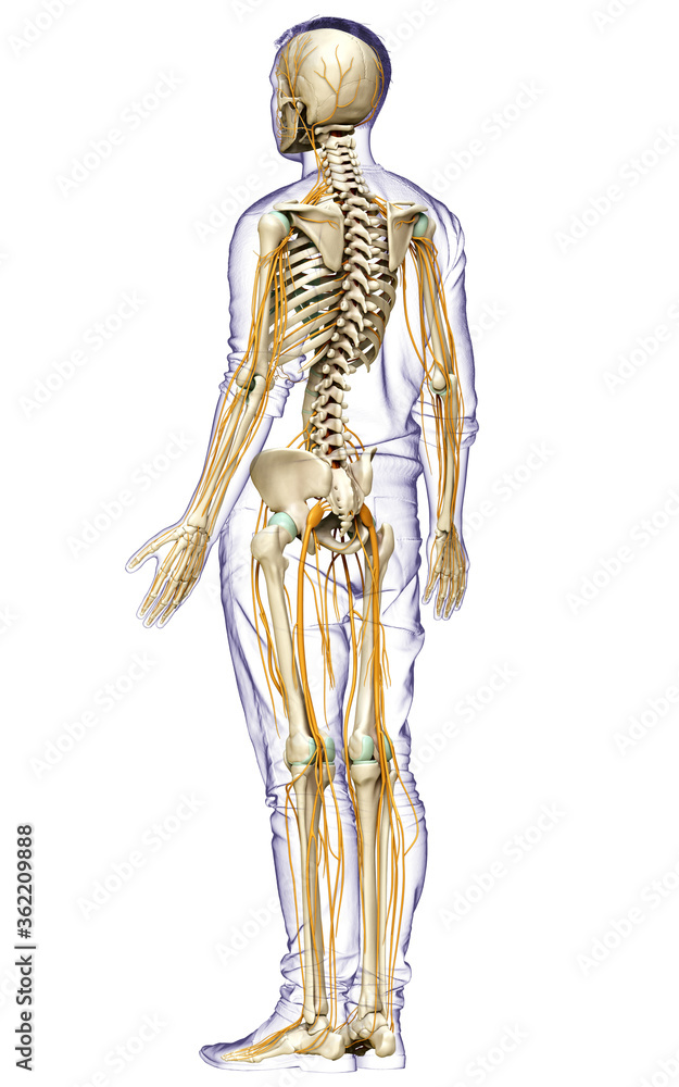 3d rendered medically accurate illustration of the nervous system and skeleton system 3d rendered medically accurate illustration of the nervous system and skeleton system