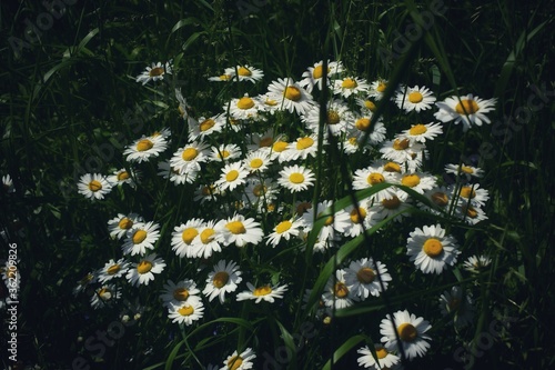 daisies in a field