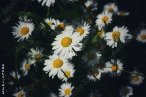 daisies in a garden