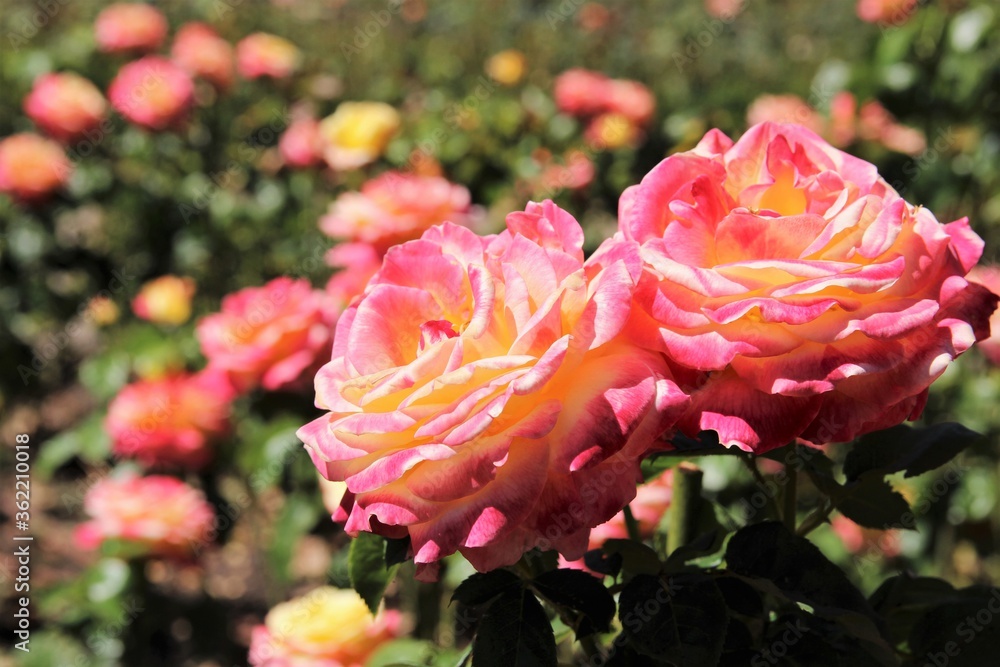 Blooming pink and yellow roses in garden Blooming pink and yellow roses in garden